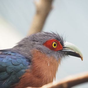 Chestnut-Breasted Malkoha