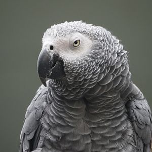 African Gray Parrot