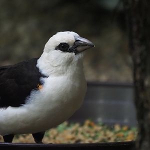 White-Headed Buffalo Weaver