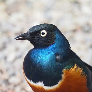 Superb Starling