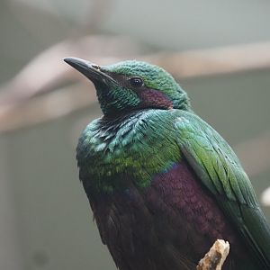 Emerald Starling