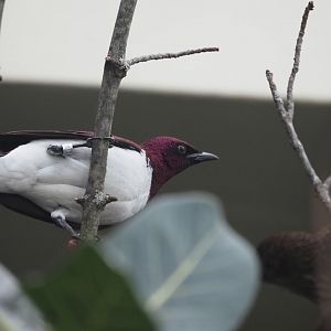 Violet-Backed Starling