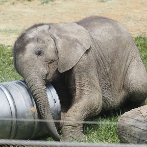 African Bush Elephant Calf "Kirkja" 1