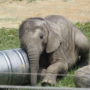 African Bush Elephant Calf "Kirkja" 2