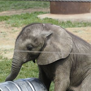 African Bush Elephant Calf "Kirkja" 3