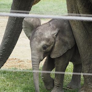 African Bush Elephant Calf "Kirkja" 4