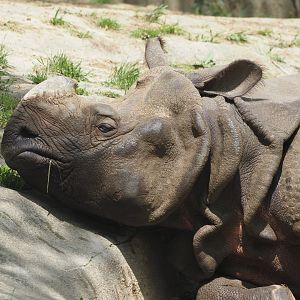 Indian Rhinoceros