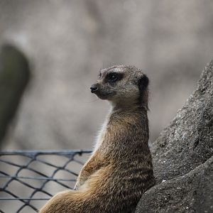 Meerkat