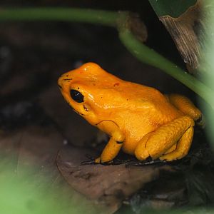 Golden Poison Frog