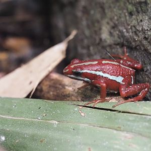 Anthony's Dart Frog