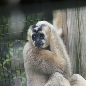 Northern White-Cheeked Gibbon