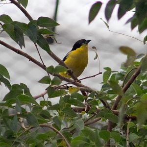 Blue-winged mountain tanager
