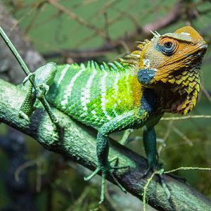 Green forest lizard (Reptilandia)