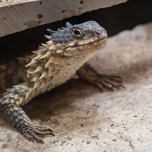 Sungazer (Reptilandia)