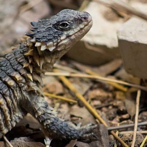 Sungazer (Reptilandia)