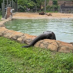 Elephant Calf in Pool