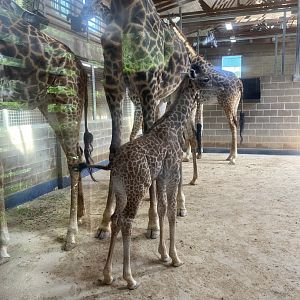 New Giraffe Calf, Tino