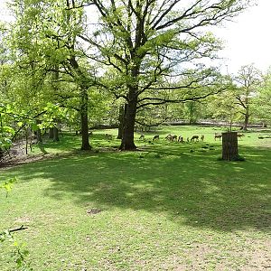 Dybowksi deer enclosure