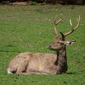 Dybowski deer (Cervus nippon hortulorum)