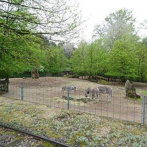 Somali wild ass enclosure