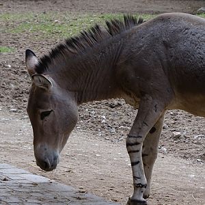 Somali wild ass (Equus africanus somaliensis)