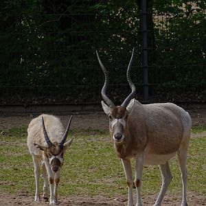 Addax (Addax nasomaculatus)