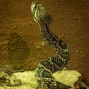 Eastern diamondback rattlesnake : Cotswold WP : 09 May 2024