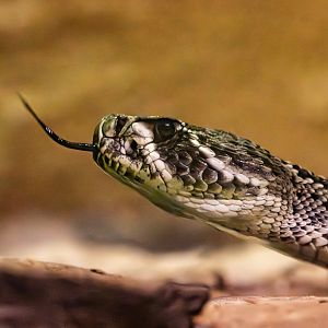 Eastern diamondback rattlesnake : Cotswold WP : 09 May 2024