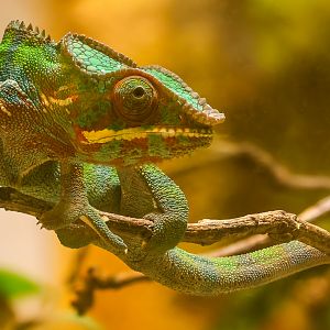 Panther chameleon : Cotswold WP : 09 May 2024