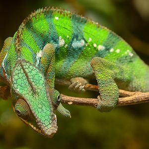 Panther chameleon : Cotswold WP : 09 May 2024