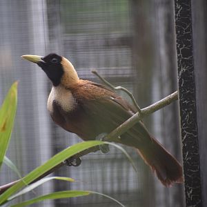 Red-bird-of-paradise