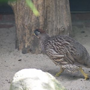 Erckel's francolin