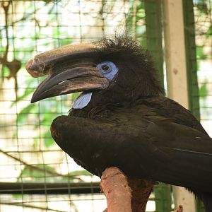 Black-casqued hornbill