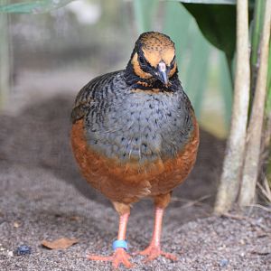 Chestnut-bellied partridge