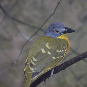 Grey-headed bushshrike