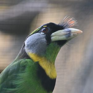 Fire-tufted barbet