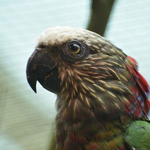 Red-fan parrot