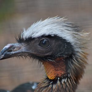 White-crested guan