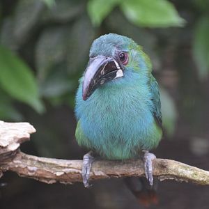 Crimson-rumped toucanet
