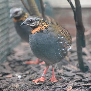 Rufous-throated partridge