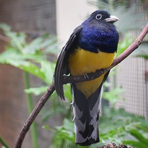 Green-backed trogon