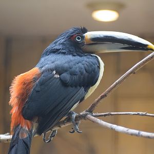Pale-billed aracari