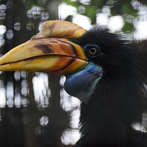 Knobbed hornbill