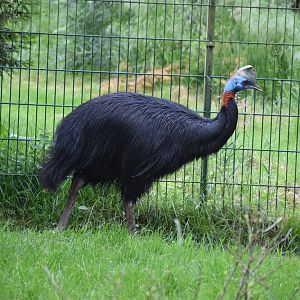 Northern cassowary