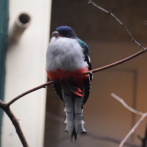 Cuban trogon