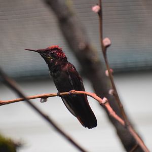 Ruby-topaz hummingbird
