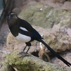 Maghreb magpie
