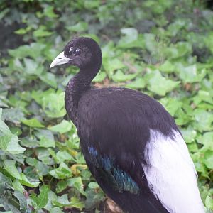 Pale-winged trumpeter