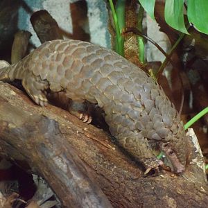 Chinese pangolin