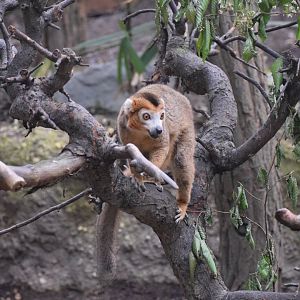 Crowned lemur